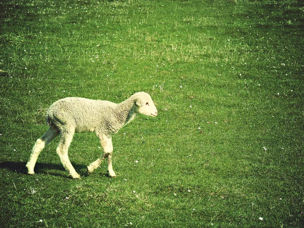 Ein Junges Süßes Lamm Auf Der Weide — Stockfoto