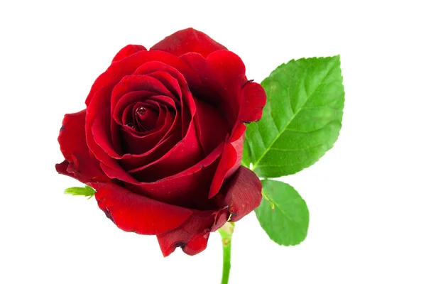 Rote Rose Blume Als Symbol Der Liebe — Stockfoto