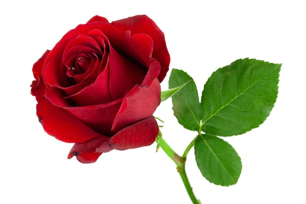 Rosa Vermelha Flor Como Símbolo Amor — Fotografia de Stock