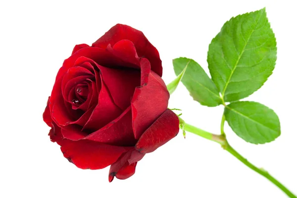 Rosa Rossa Fiore Come Simbolo Amore — Foto Stock