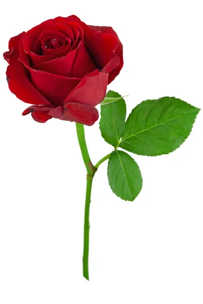 Rode Roos Bloem Als Symbool Van Liefde — Stockfoto