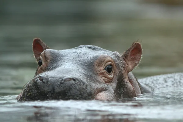 Hippopotame Hippopotame Amphibie — Photo