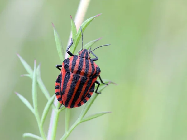 Closeup Του Bug Στην Άγρια Φύση — Φωτογραφία Αρχείου