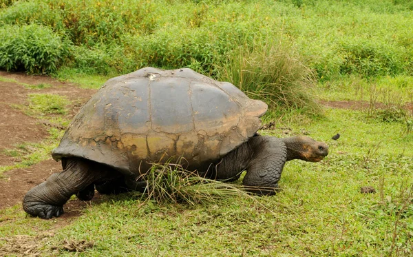 the free-living giant tortoise of galapagos can weigh up to 300 kg. the animals can be over 150 years old!
