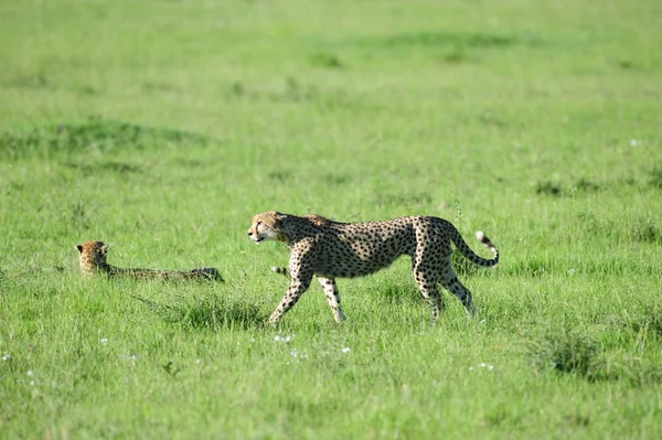 Vacker Gepard Stor Katt Savannah Vilda Djur — Stockfoto