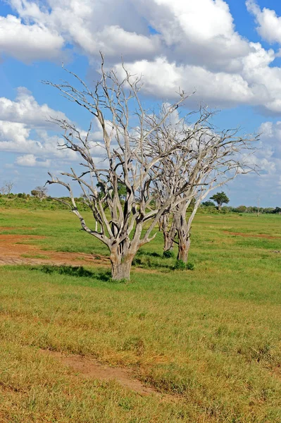 Vista Panoramica Della Fauna Della Flora Savannah — Foto Stock