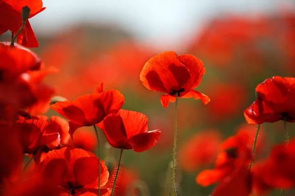 Meadow Red Poppies Spring — Stock Photo, Image