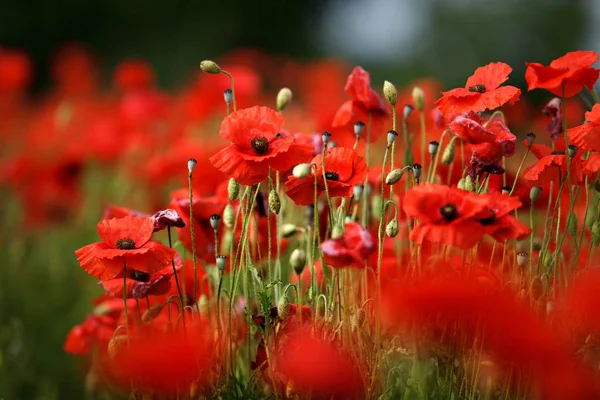 Weide Met Rode Papaver Het Voorjaar — Stockfoto