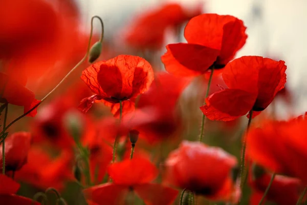 Prado Con Amapolas Rojas Primavera — Foto de Stock