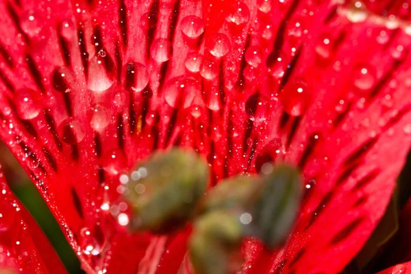 Цветы Расцветают Каплями Воды — стоковое фото