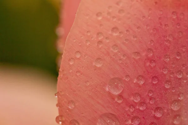 Rosa Com Gotas Água — Fotografia de Stock