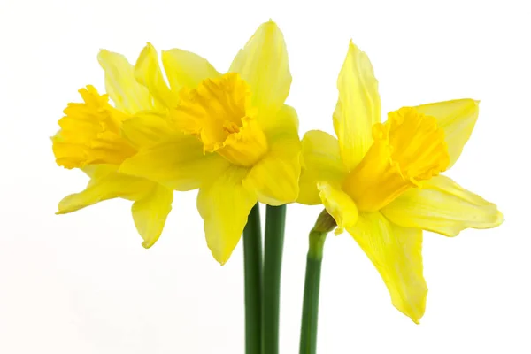 Narciso Flor Amarela Contra Fundo Branco — Fotografia de Stock