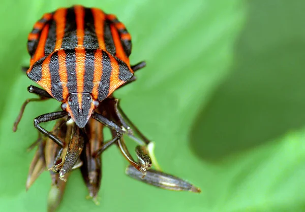 Närbild Insekter Vild Natur — Stockfoto