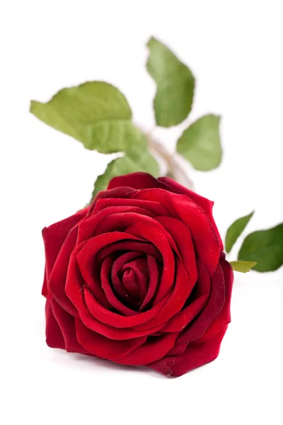 Güzel Kırmızı Gül Yaprakları Romantik Flora — Stok fotoğraf