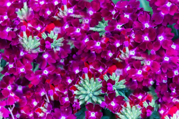 Schöne Blumen Blumiges Konzept Hintergrund — Stockfoto