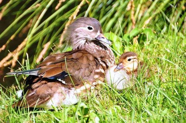 Mandarin Duck Feathering Bird — Stock Photo, Image