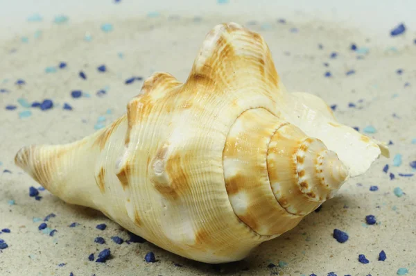 Conchiglia Sulla Spiaggia Sabbia — Foto Stock