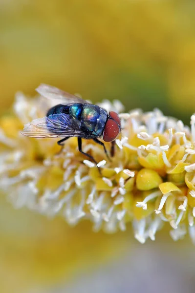 Macro Mouche Insecte Sur Fleur — Photo