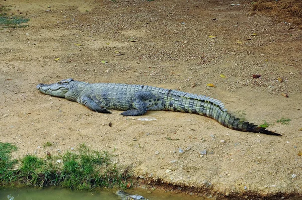 Krokodil Egy Farmon Thaiföld — Stock Fotó