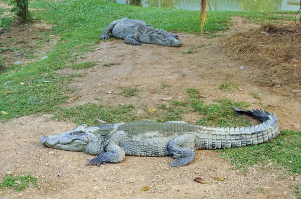 Crocodilo Uma Fazenda Tailândia — Fotografia de Stock