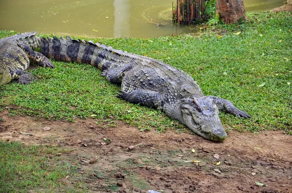 Tayland Bir Çiftlikte Timsah — Stok fotoğraf