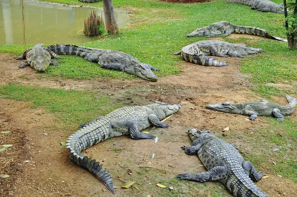 Crocodil Într Fermă Thailanda — Fotografie, imagine de stoc