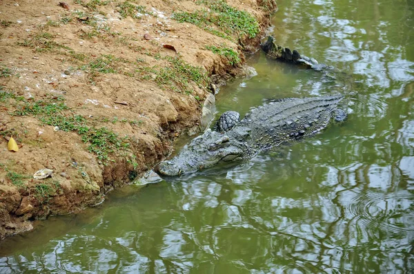 Crocodile Dans Une Ferme Thaïlande — Photo