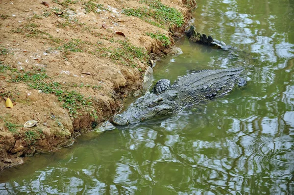 Krokodil Egy Farmon Thaiföld — Stock Fotó