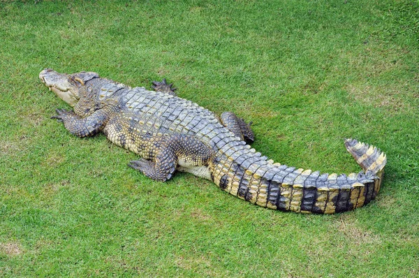 Krokodil Auf Einer Farm Thailand — Stockfoto