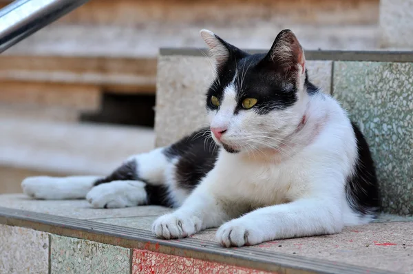 Retrato Gato Tailandés — Foto de Stock