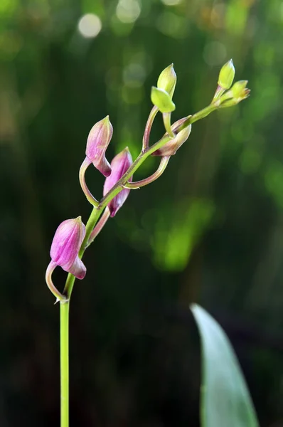 Beautiful Orchid Flower Decorative Plant — Stock Photo, Image