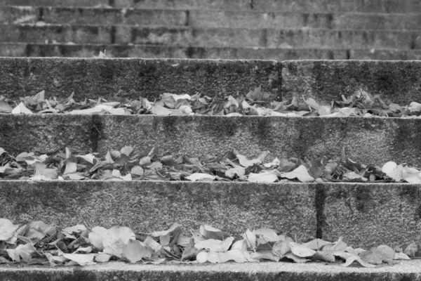 Escaleras Con Hojas Follaje — Foto de Stock