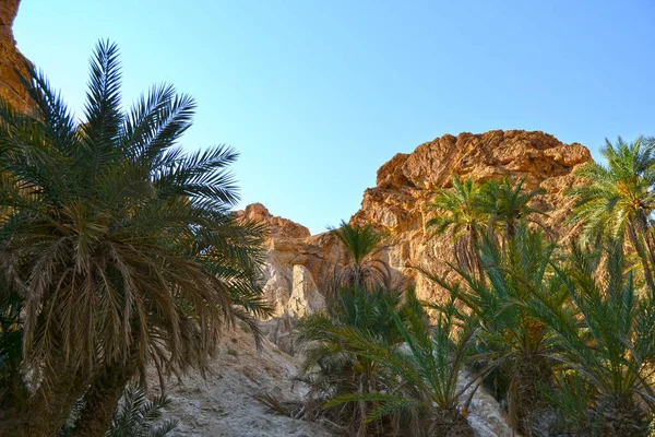 Spektakuläre Canyon Mides Und Grüne Palmen Tunesien Afrika — Stockfoto