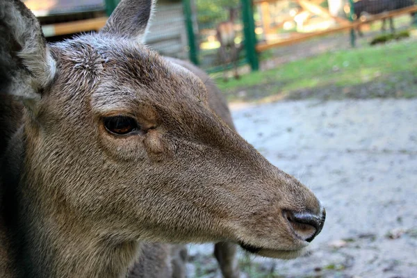 Vadon Élő Szarvas Állatvilág — Stock Fotó