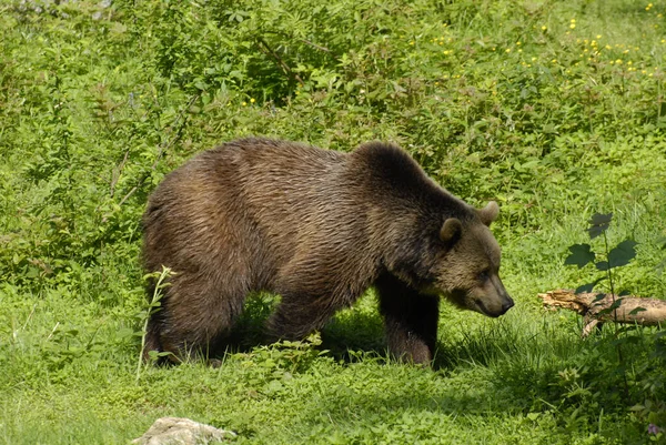 Ours Brun Grizzli — Photo