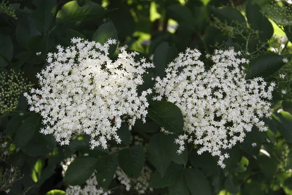 Weißer Holunder Botanische Pflanze — Stockfoto