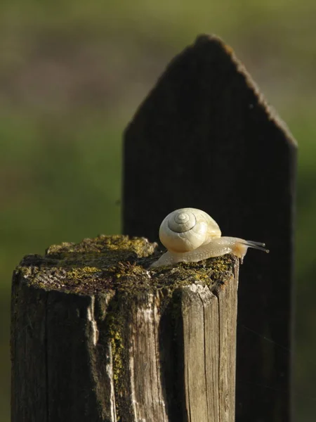 Caracol Descascado Gastropé Animal — Fotografia de Stock