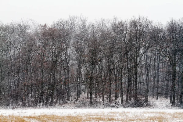 Strong Wind Winter Snowfall — Stock Photo, Image