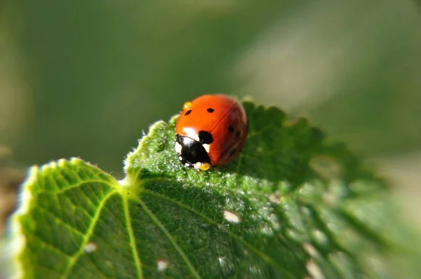 Ladybugs Coccinellidae Folha Stoclrose Malva — Fotografia de Stock