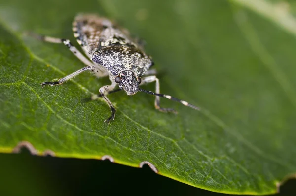 Oblíquo Frontal Comprimento Completo Bug Jardim Cinza Nebulosa Rhaphigaster Uma — Fotografia de Stock