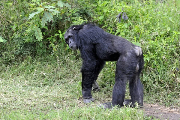 Monos Simios Animales Primarios —  Fotos de Stock