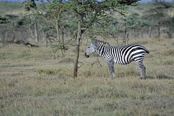 Afrykański Czarny Biały Zebra Zwierzę — Zdjęcie stockowe
