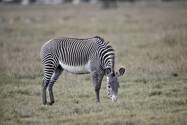 Africano Preto Branco Zebra Animal — Fotografia de Stock