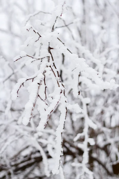 Hiver Branches Neige Arbre Dans Ciel Couvert — Photo