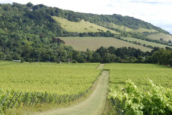 Vigneto Campagna Piantagione — Foto Stock