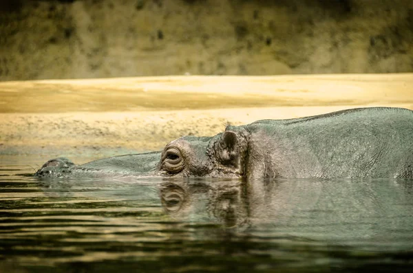 Hippopotamus Animal Hippo Wildlife — Stock Photo, Image