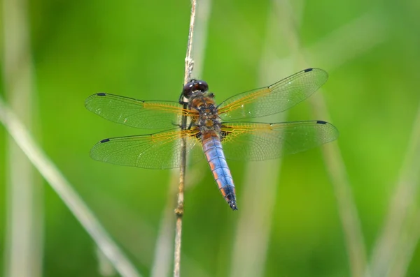 Detailní Makro Pohled Hmyz Vážky — Stock fotografie