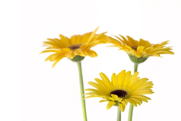 Gerbera White Hintergund Royalty Free Stock Photos