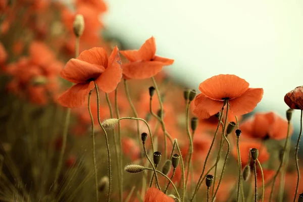 Prato Con Fiori Papavero Rosso Primavera — Foto Stock