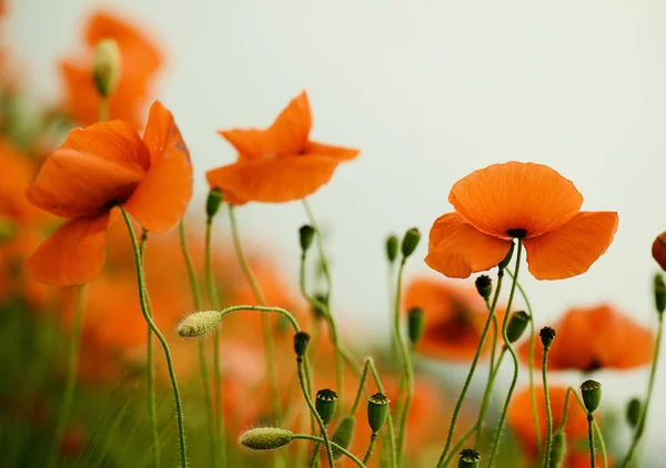 Meadow Red Poppies Spring — Stock Photo, Image